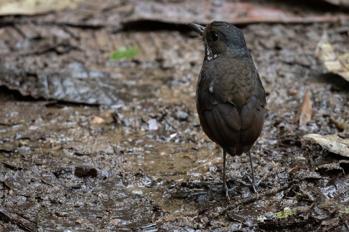 Moustached Antpitta - ML360164151