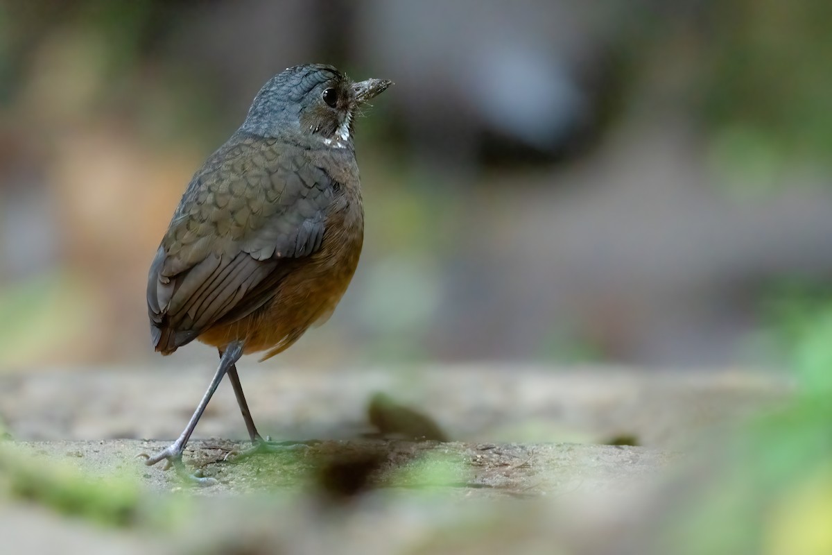 Moustached Antpitta - ML360164161