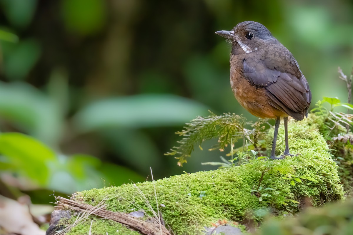 Moustached Antpitta - ML360164411