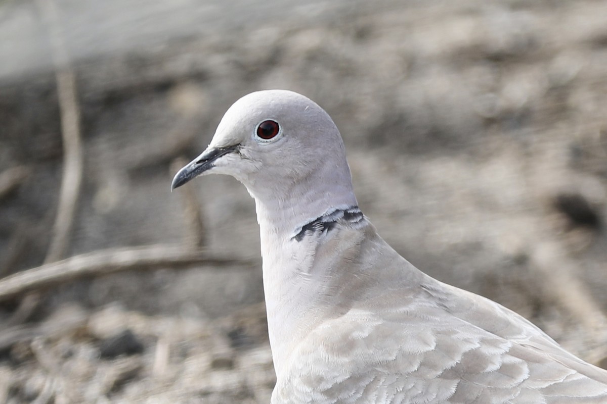 Eurasian Collared-Dove - Ann Stockert