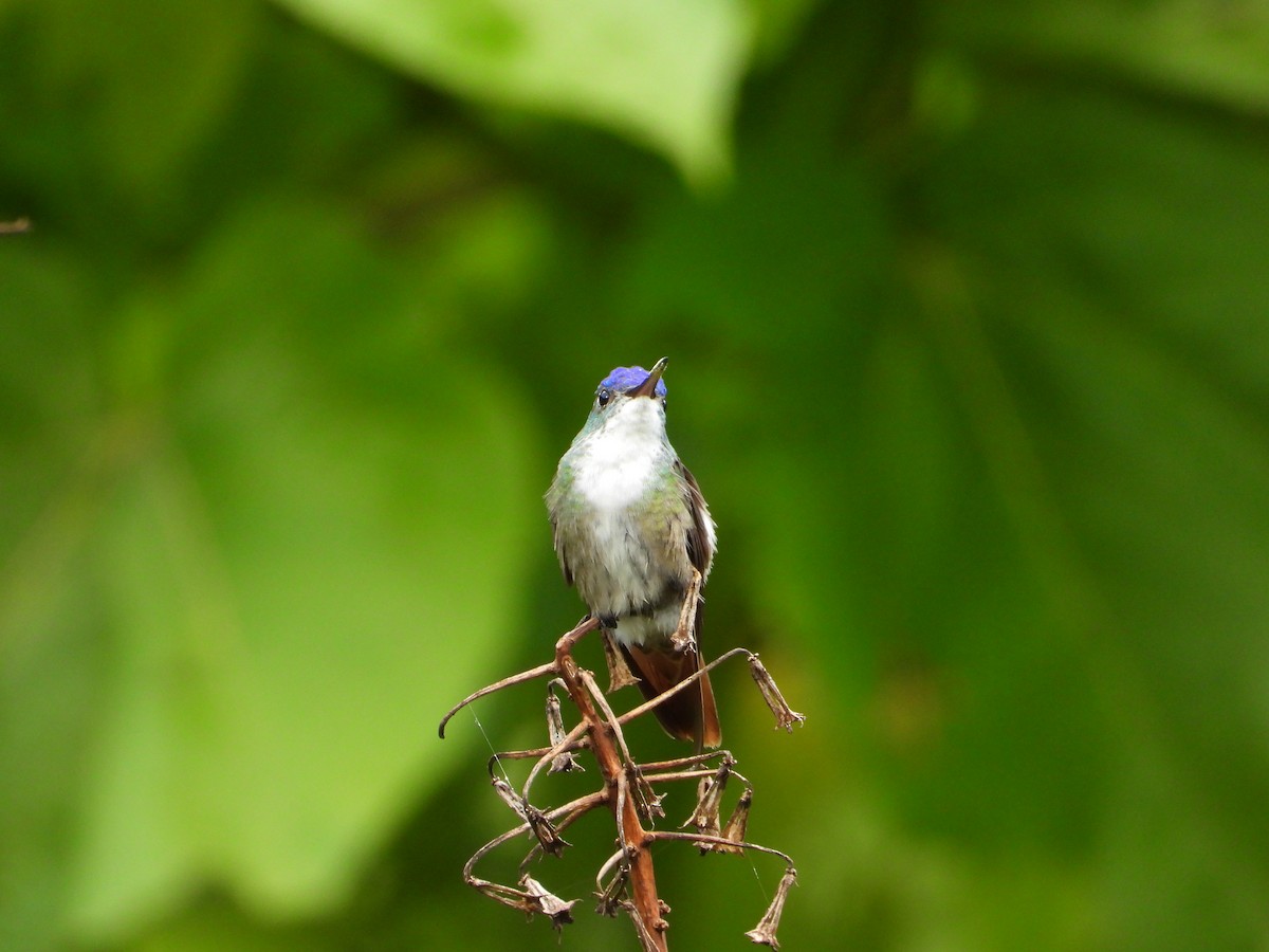 Azure-crowned Hummingbird - ML360173001