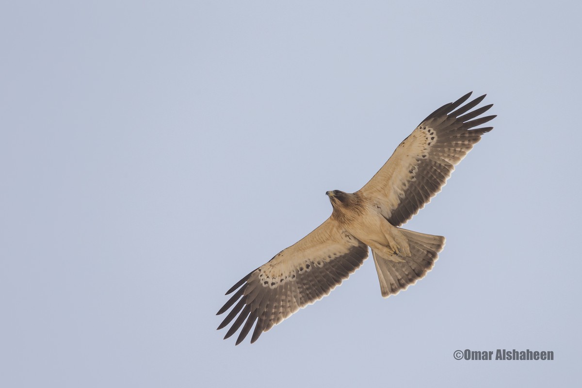Booted Eagle - Omar alshaheen