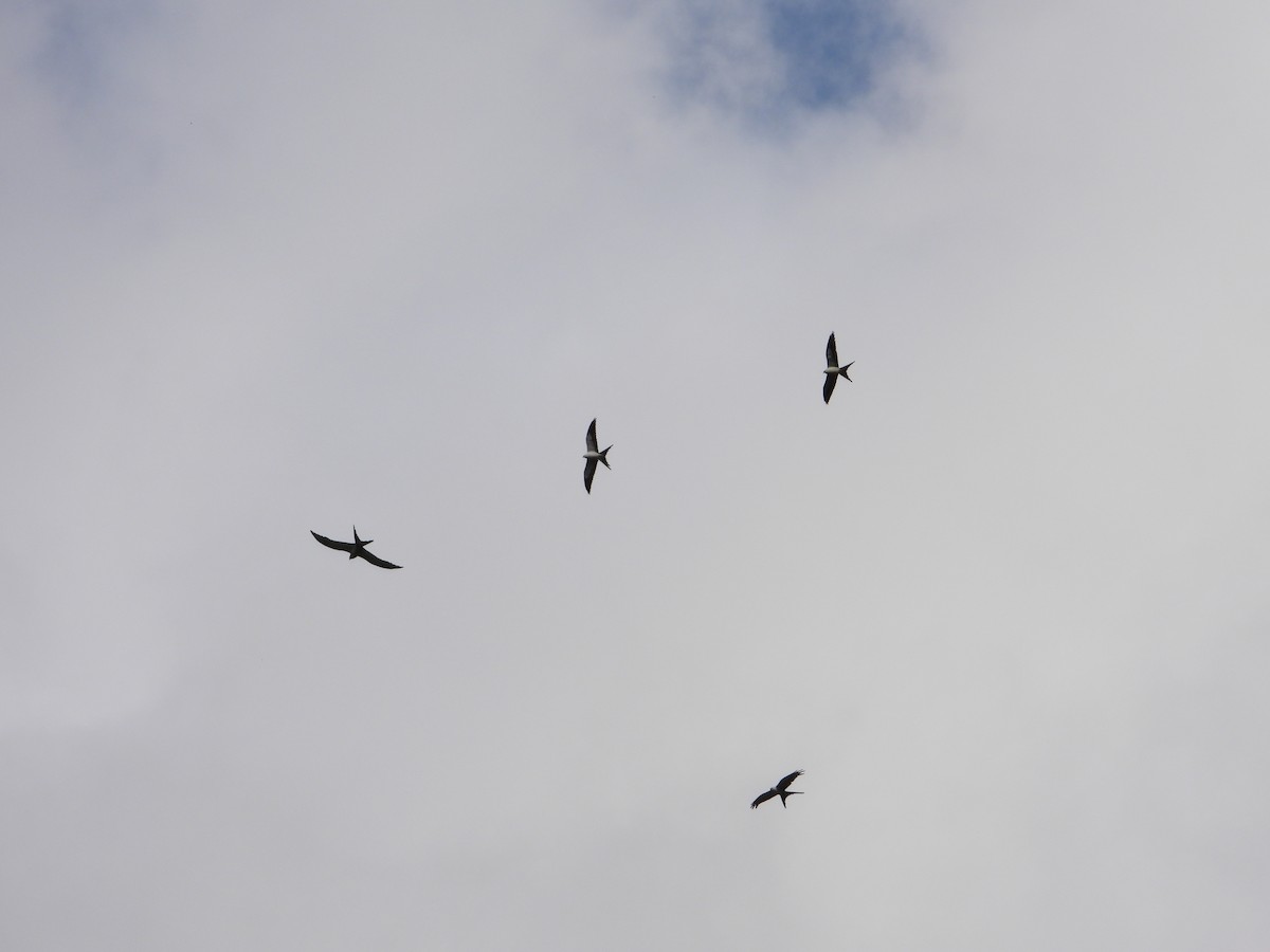 Swallow-tailed Kite - ML360174281