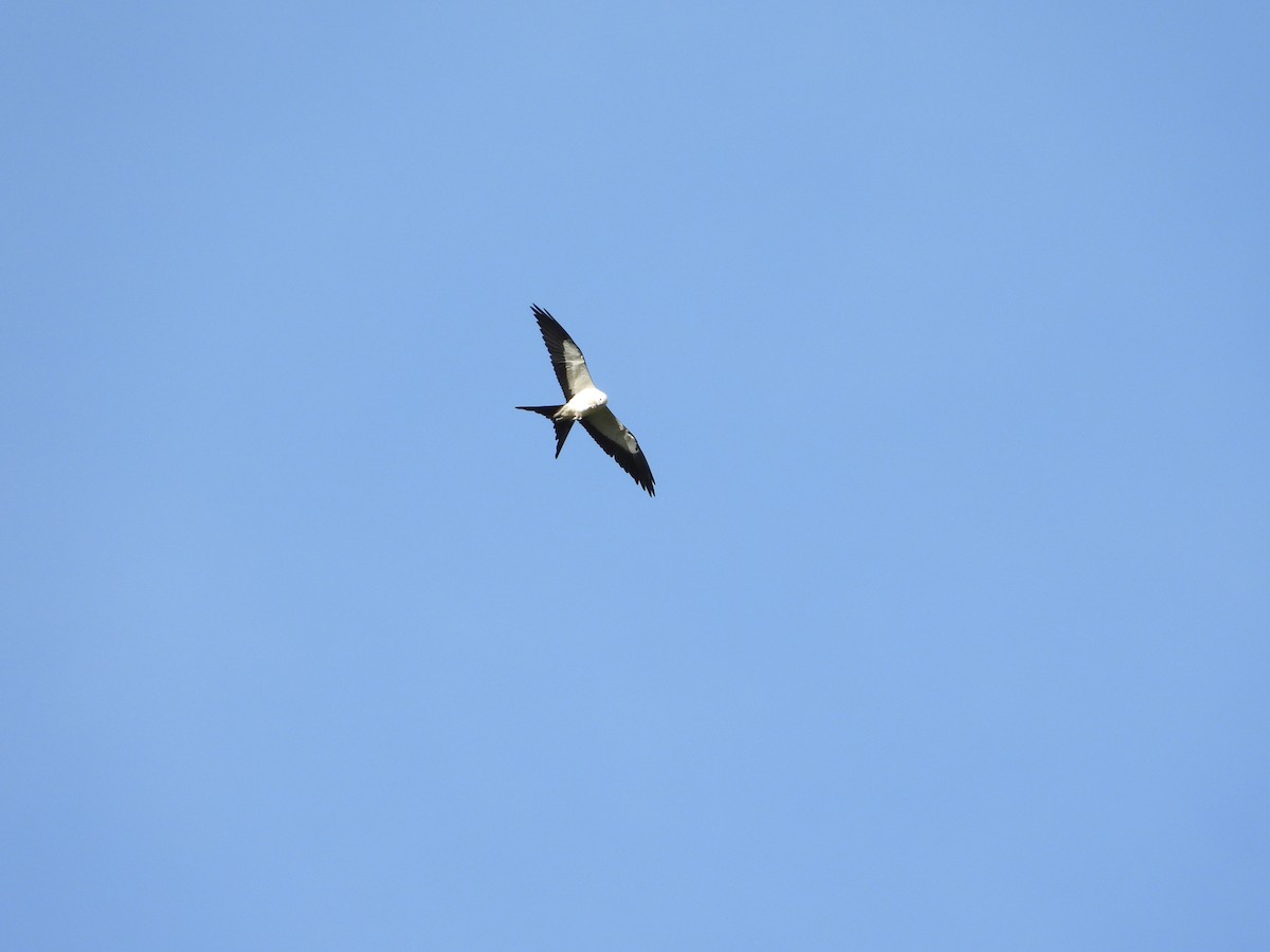 Swallow-tailed Kite - ML360174291