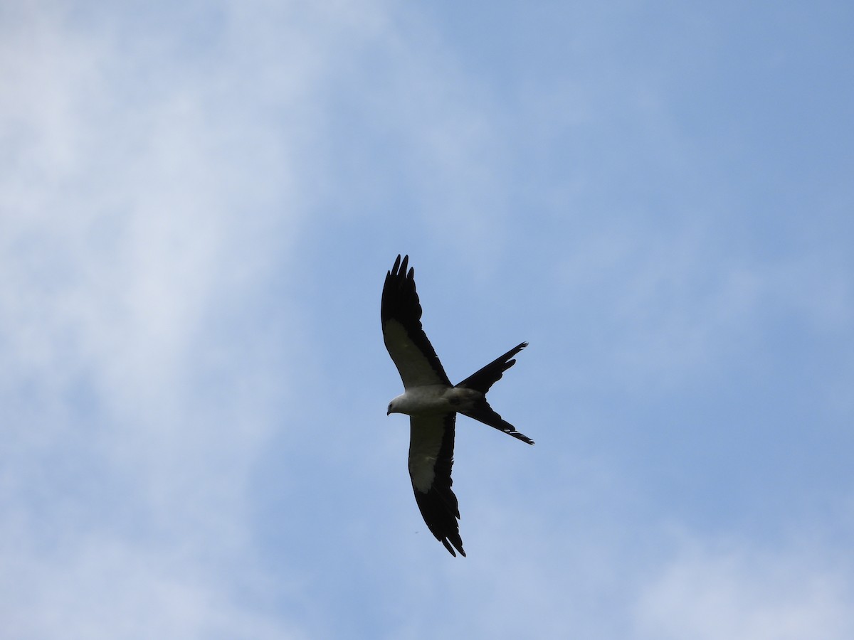 Swallow-tailed Kite - ML360174371