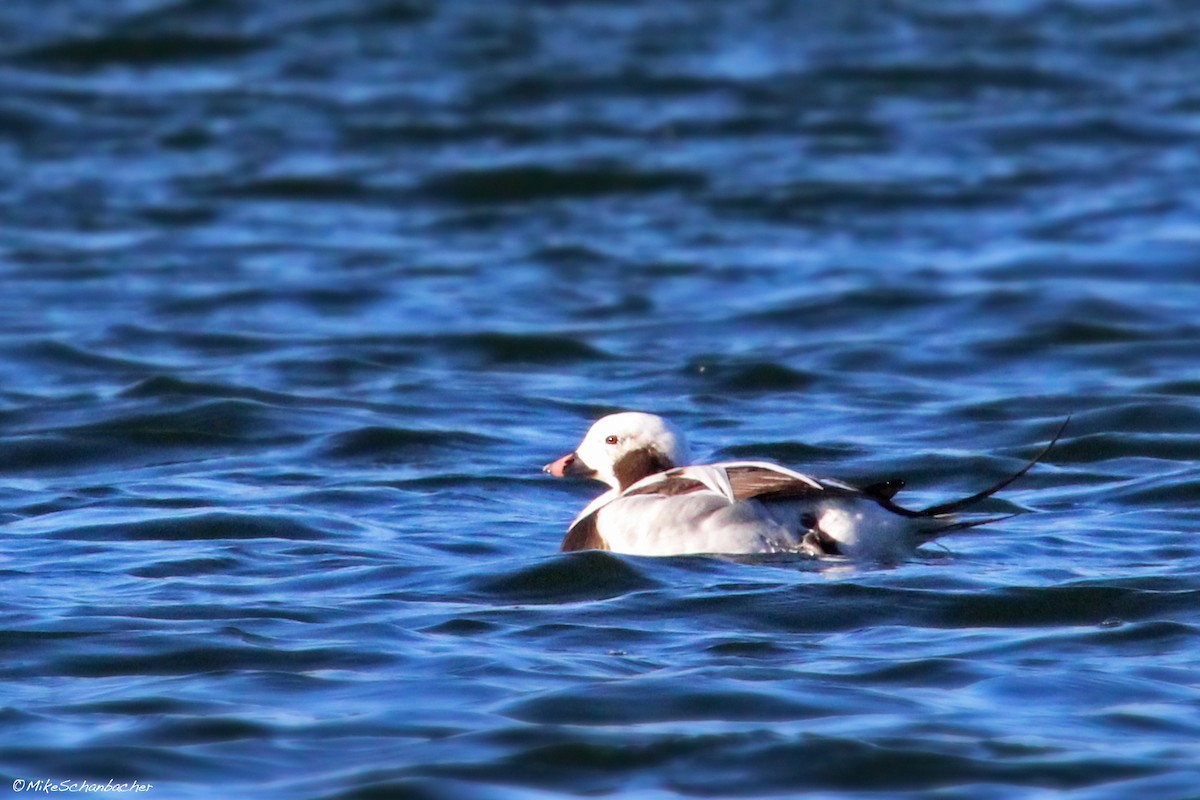 Long-tailed Duck - ML36018291