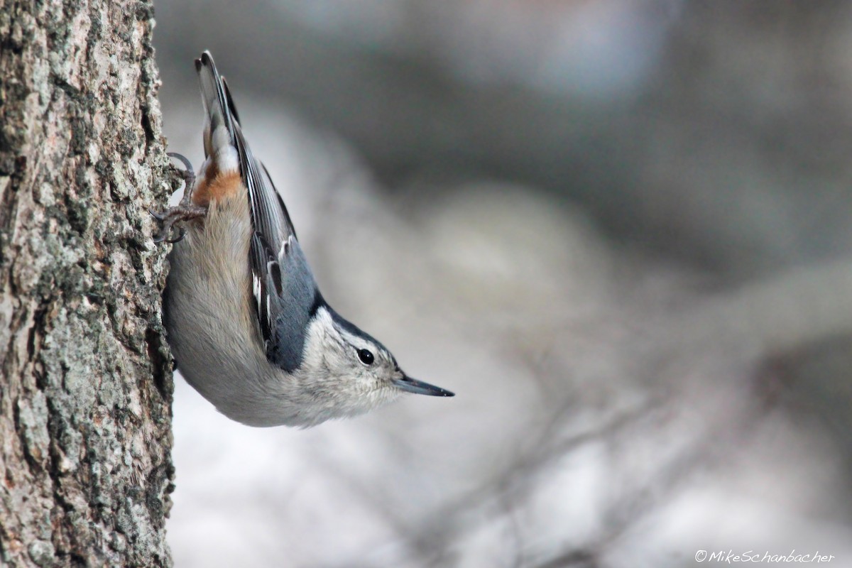 White-breasted Nuthatch - ML36018531