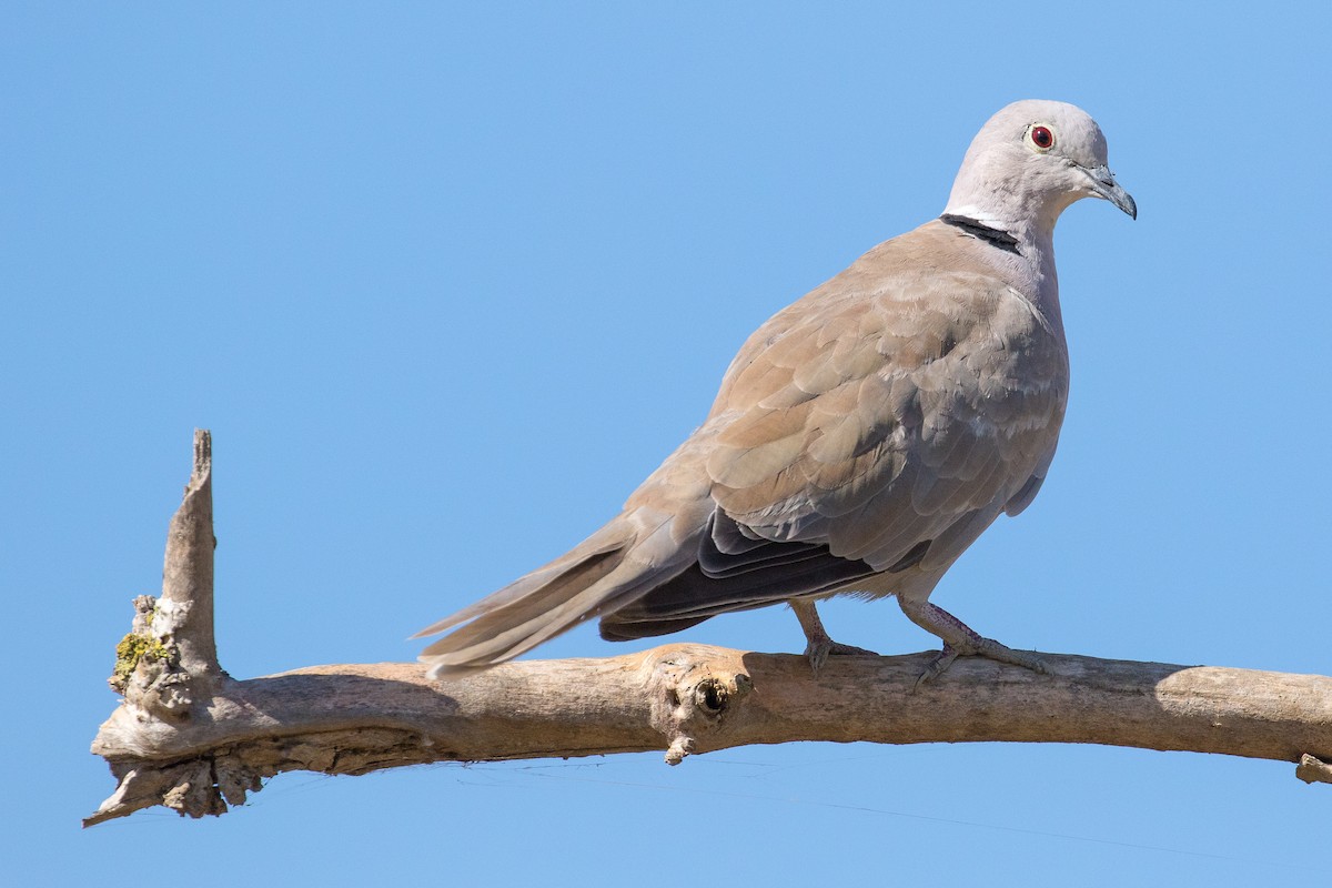 Eurasian Collared-Dove - John Reynolds