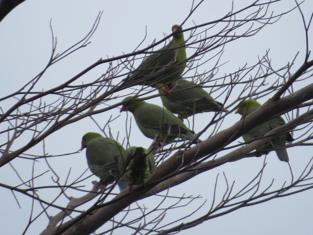 African Green-Pigeon - ML360190671