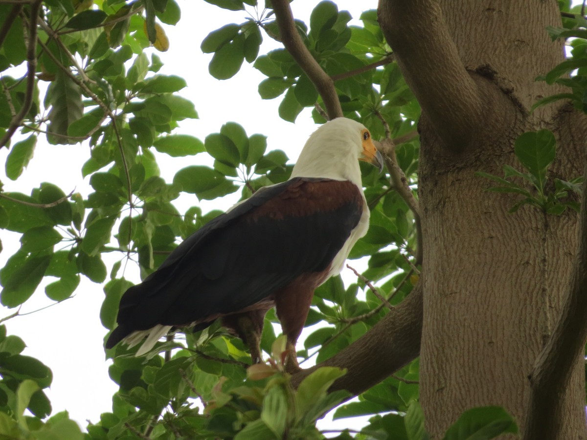 African Fish-Eagle - ML360191151