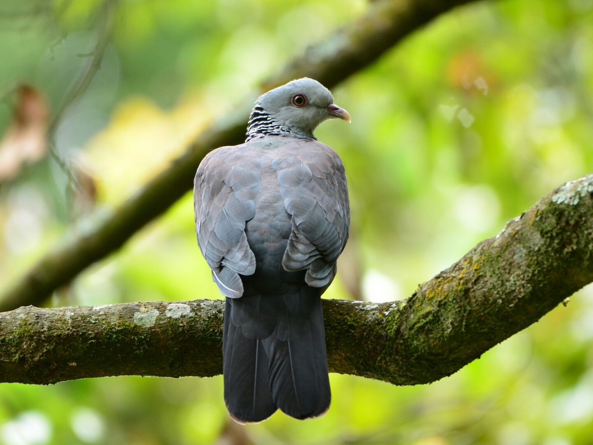 Nilgiri Wood-Pigeon - ML36020291