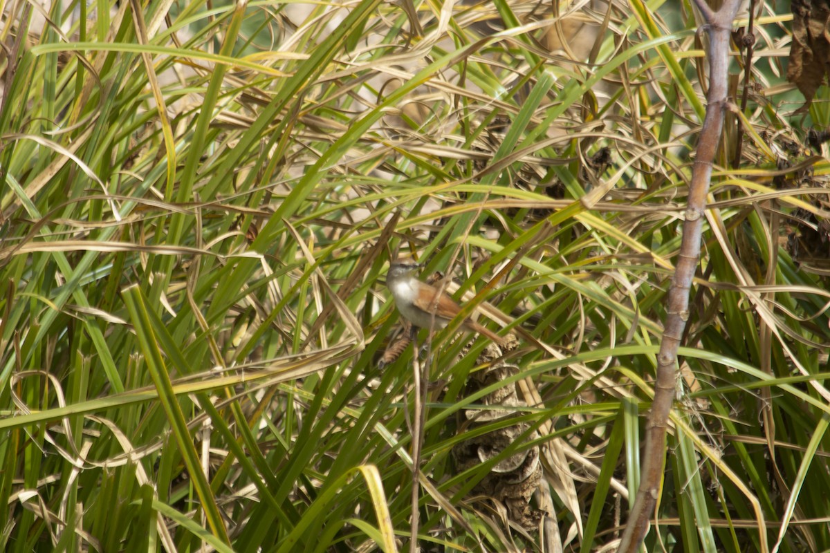 Yellow-chinned Spinetail - ML360209701