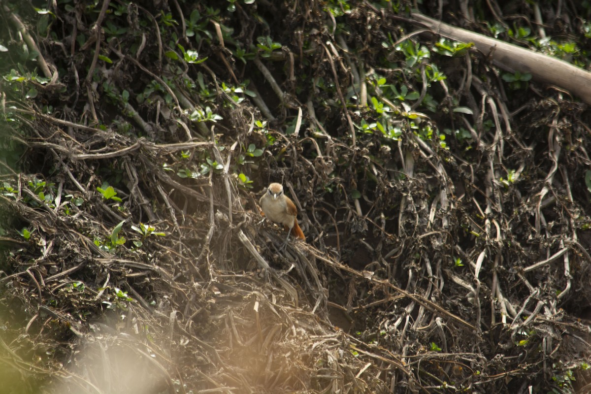 Yellow-chinned Spinetail - ML360209961