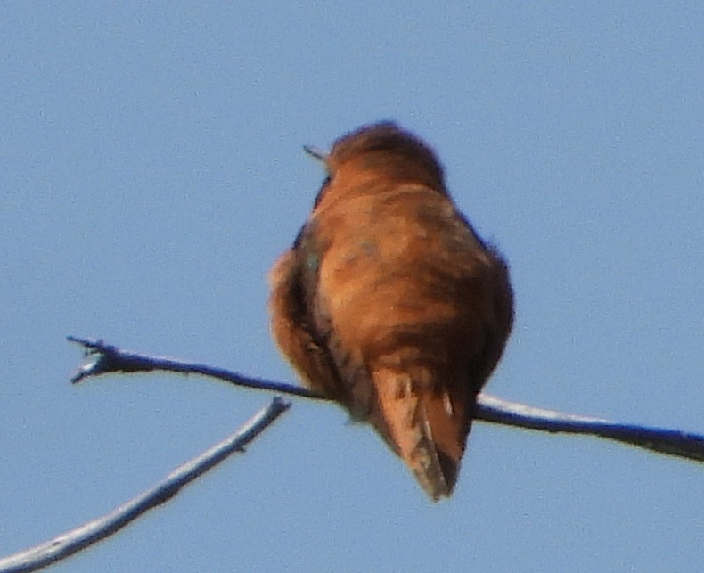 Rufous Hummingbird - ML360211981