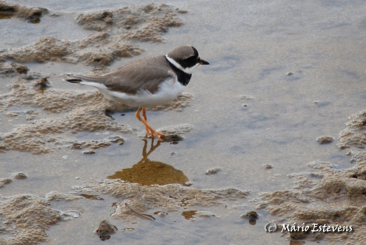 Common Ringed Plover - ML36021261