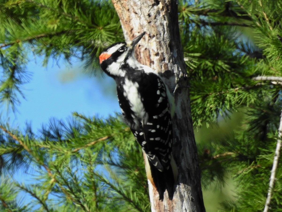 Hairy Woodpecker - ML36021521