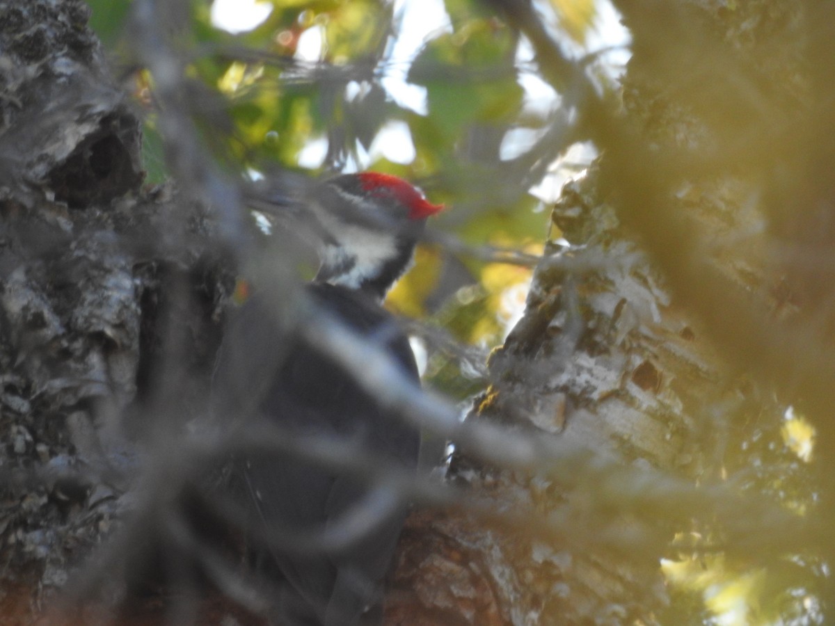 Pileated Woodpecker - ML36021641