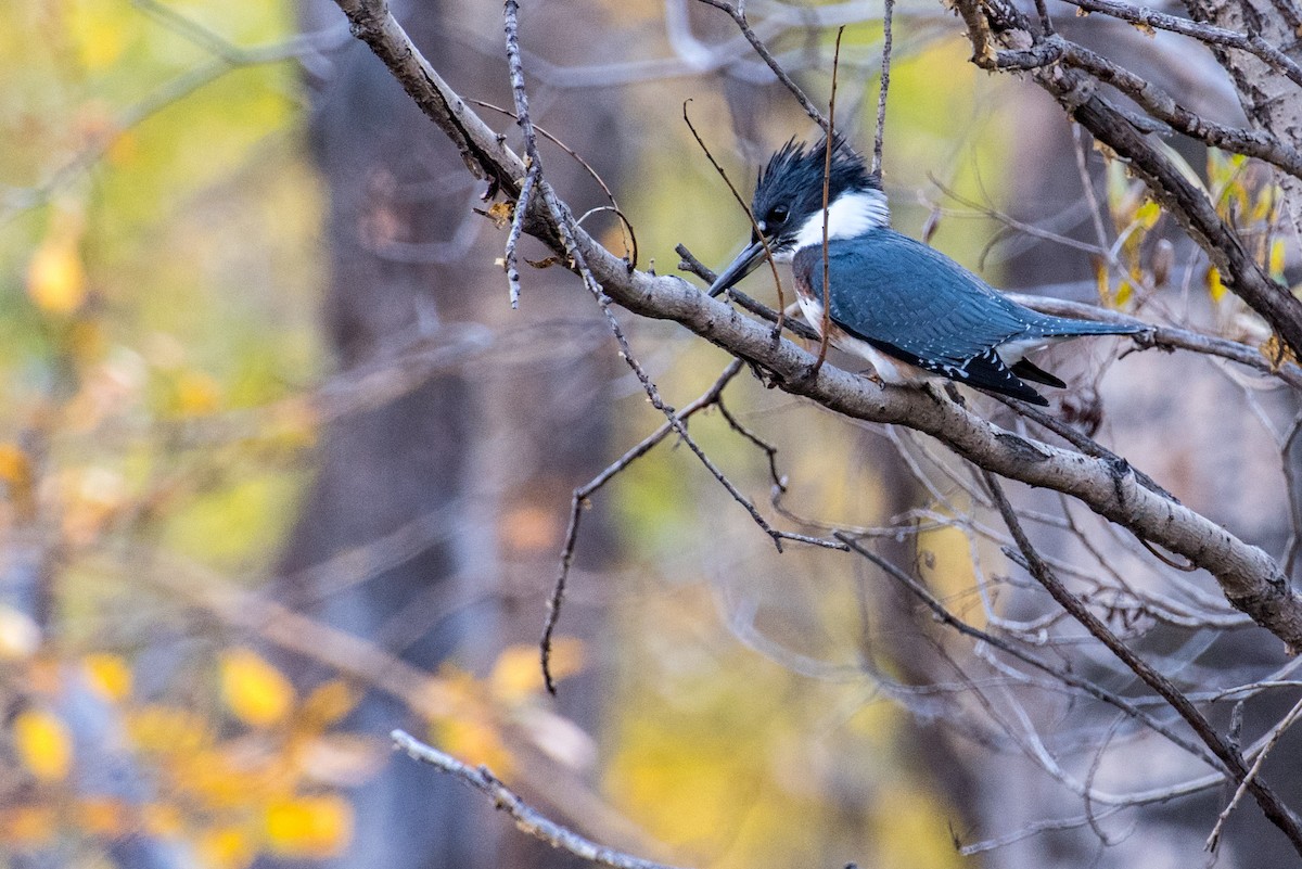 Belted Kingfisher - Robb Bell