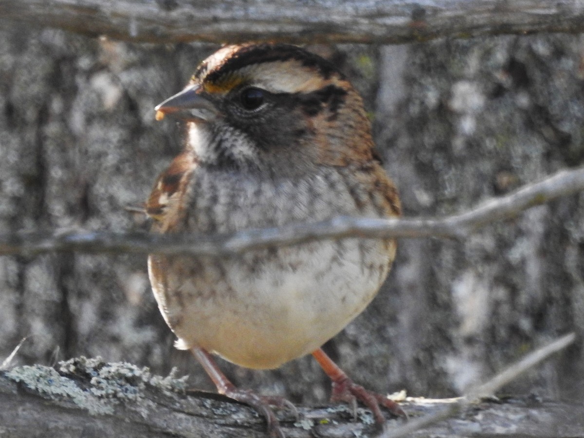 White-throated Sparrow - Jean W. Côté