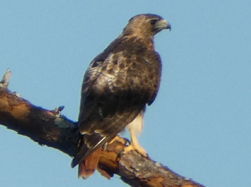 Red-tailed Hawk (umbrinus) - ML360220521