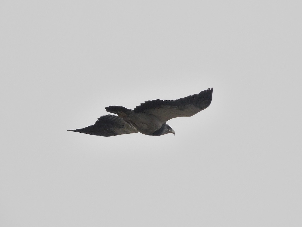 Black-chested Buzzard-Eagle - ML360225911