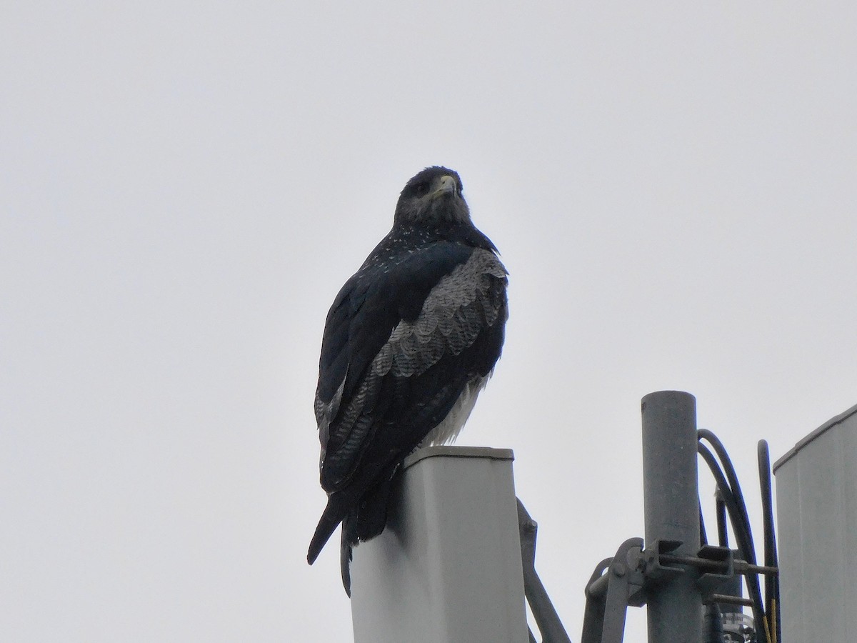 Black-chested Buzzard-Eagle - ML360225921