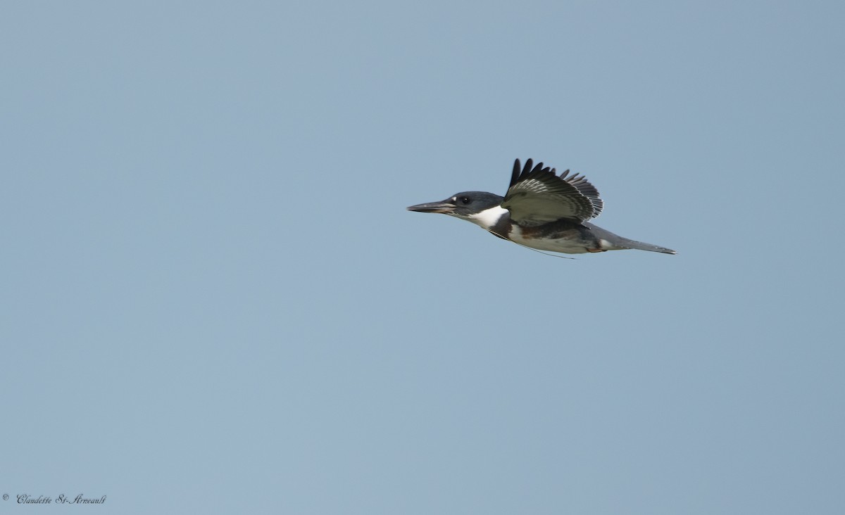 Belted Kingfisher - ML360227461