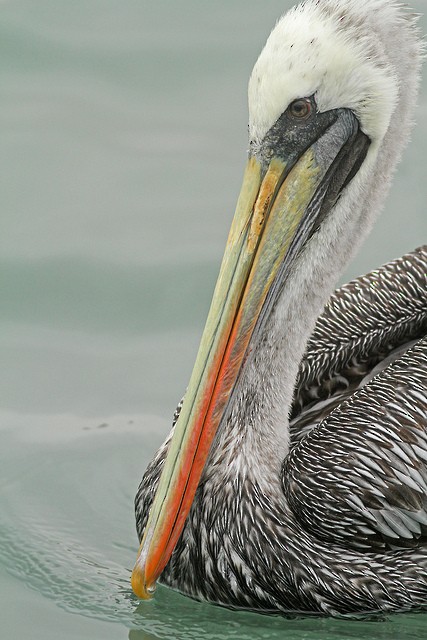 Peruvian Pelican - ML36022801