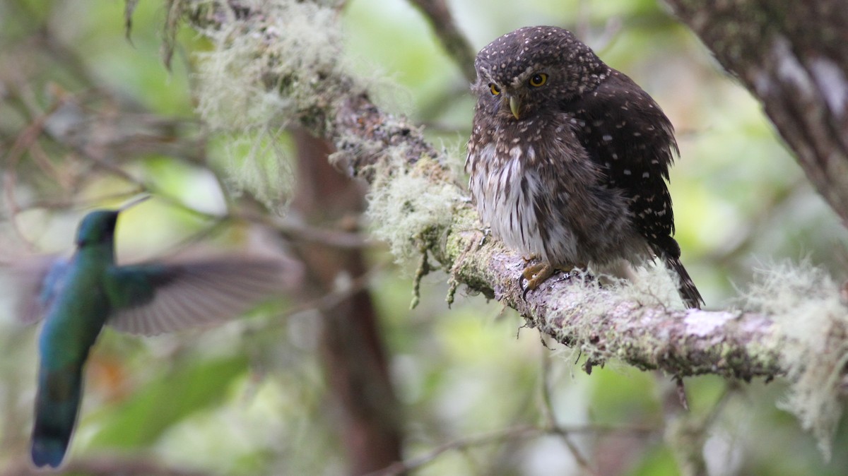 Andean Pygmy-Owl - ML360229081