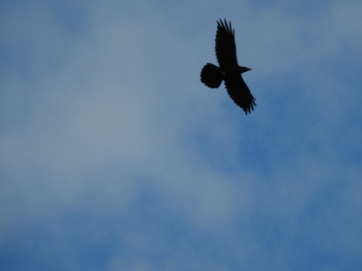 Common Raven - ML36023311