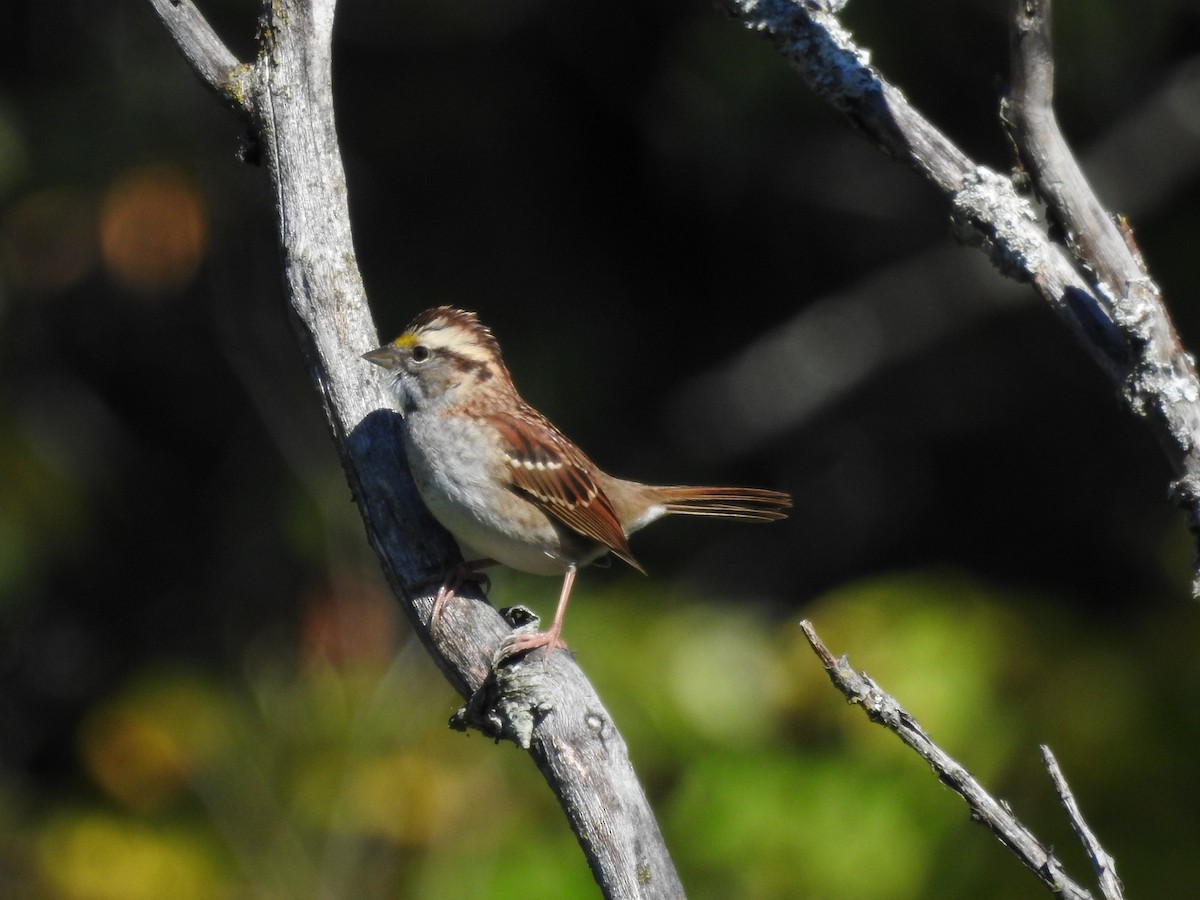 White-throated Sparrow - ML36023511