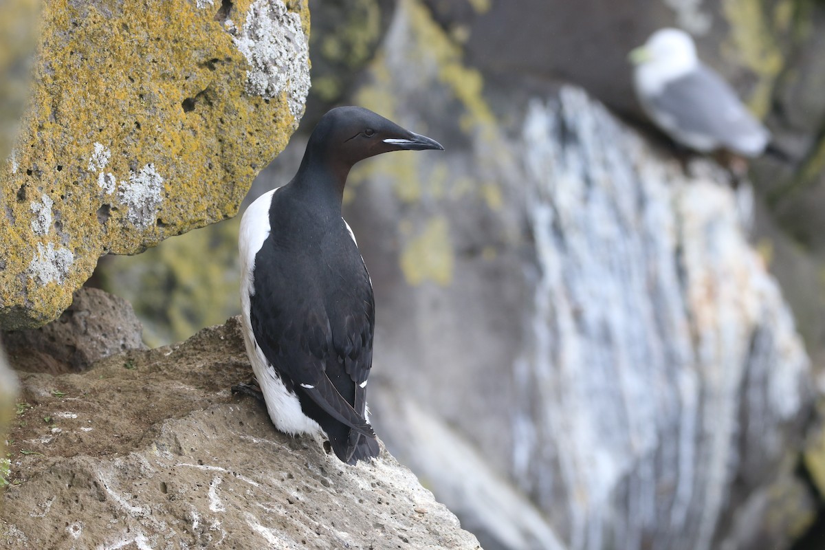 Thick-billed Murre - ML360238481