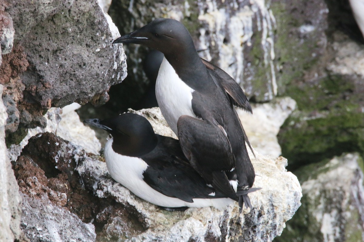 Thick-billed Murre - ML360238551