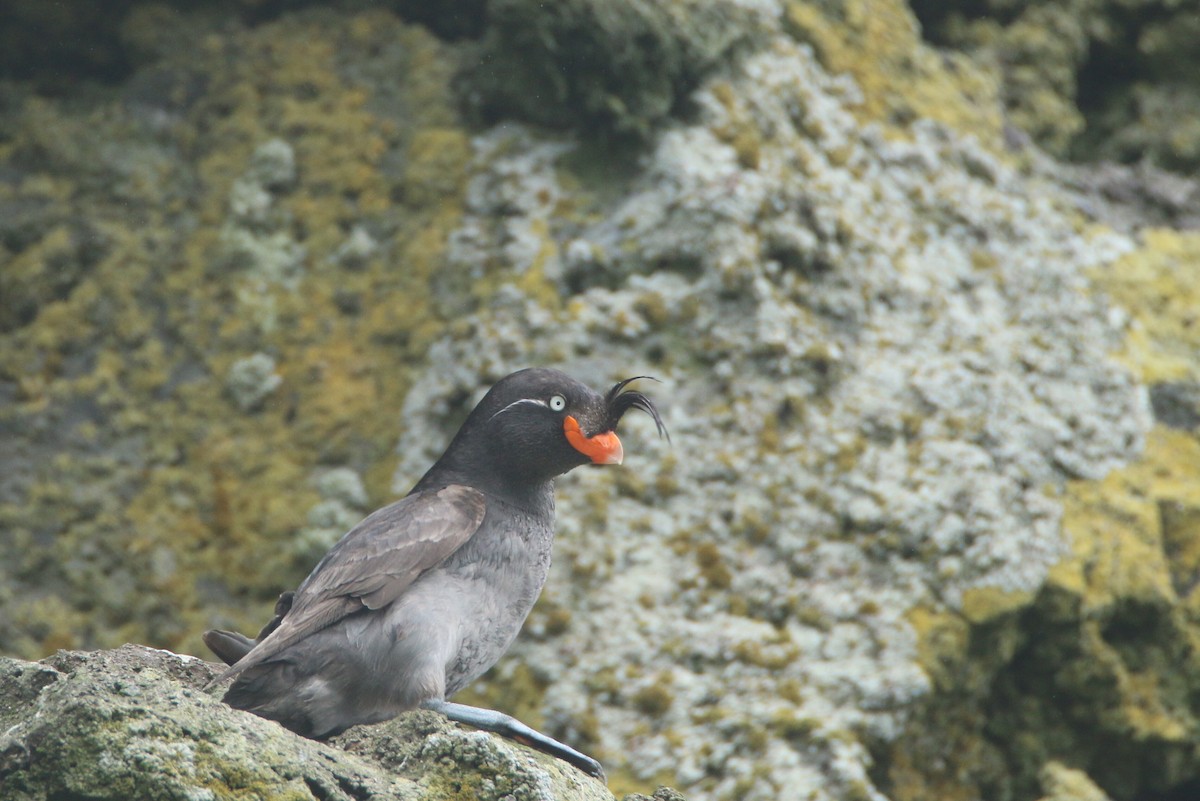 Crested Auklet - ML360239101