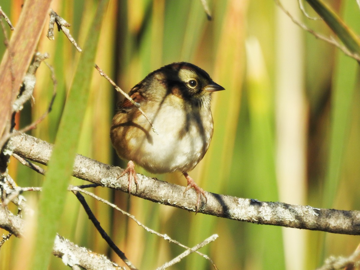 new world sparrow sp. - Jean W. Côté