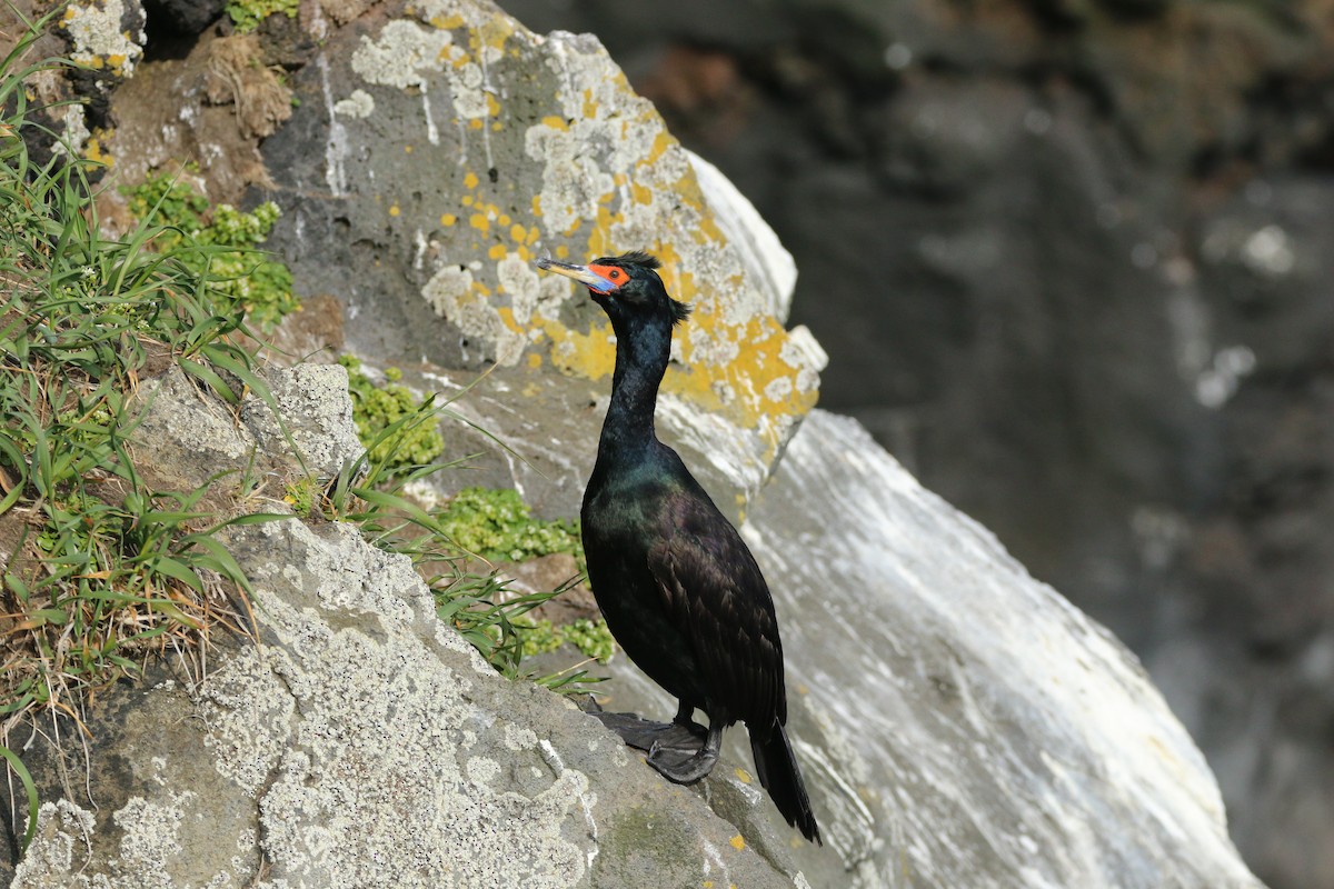 Red-faced Cormorant - ML360239731