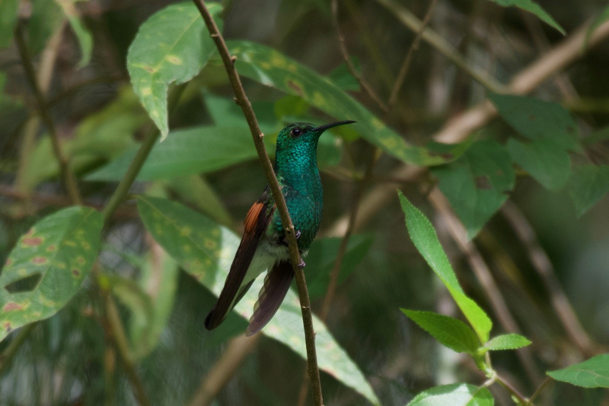 White-tailed Hummingbird - ML360244671