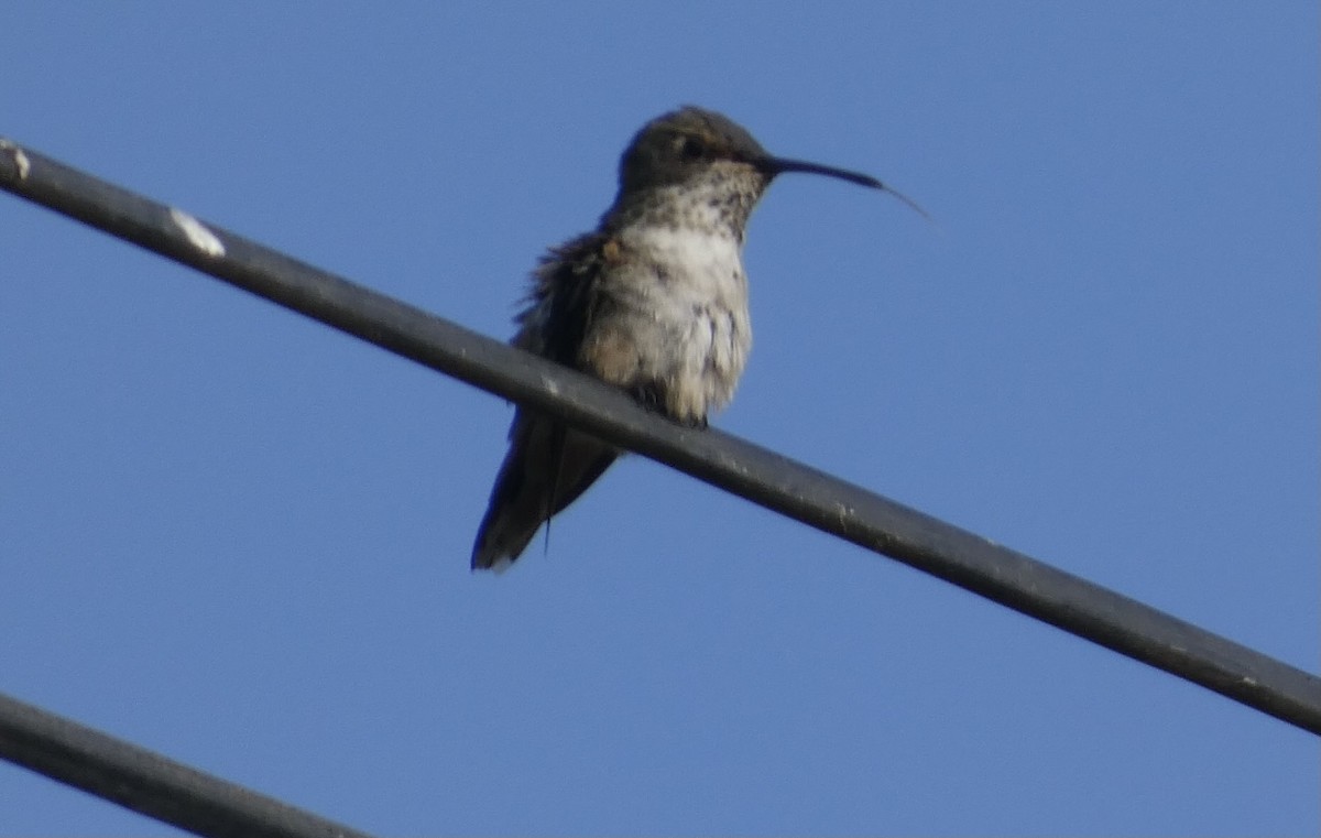 Rufous Hummingbird - larry nigro