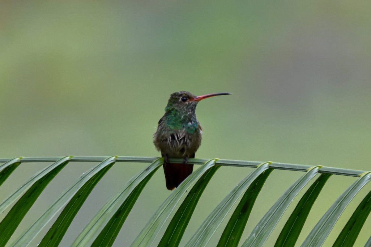 Rufous-tailed Hummingbird - Andrés Ruiz Moreira