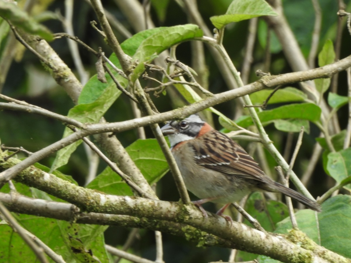 Rufous-collared Sparrow - ML360247521