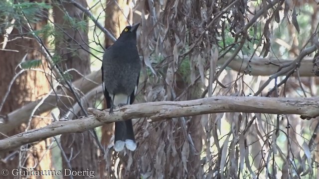 Pied Currawong - ML360249551