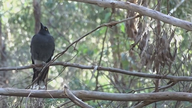 Pied Currawong - ML360252831
