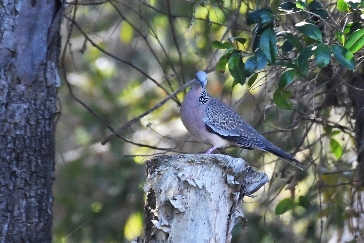 Spotted Dove - ML360253681