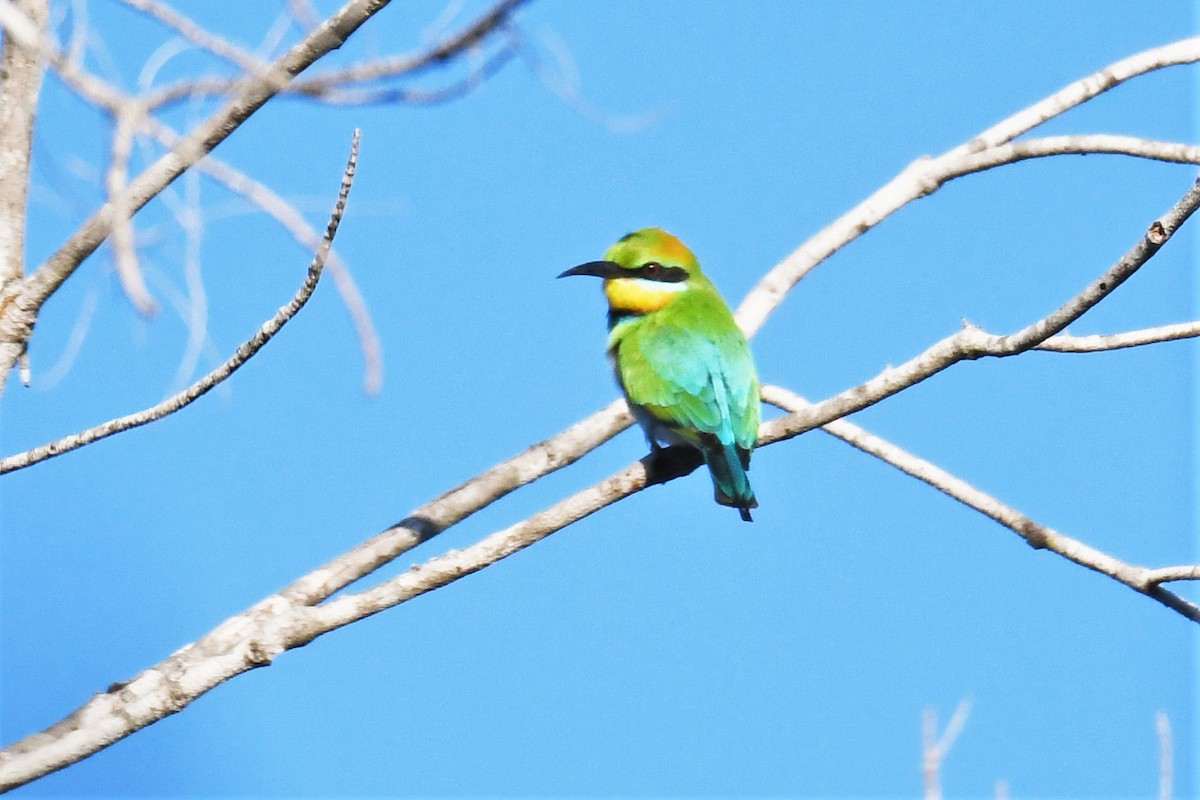Rainbow Bee-eater - ML360253921