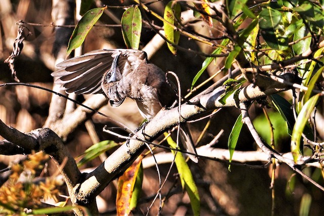 Little Friarbird
