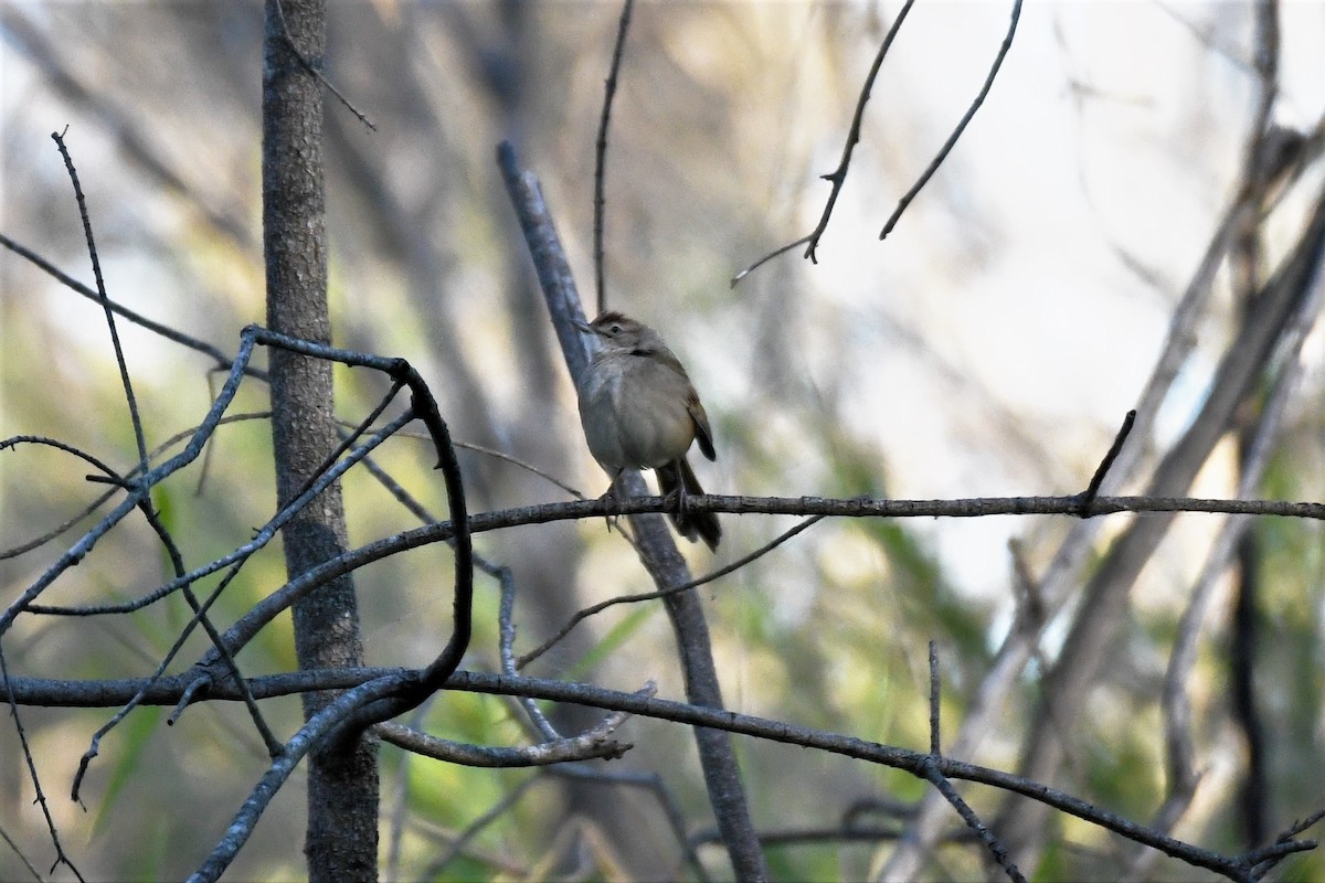 Tawny Grassbird - ML360254201