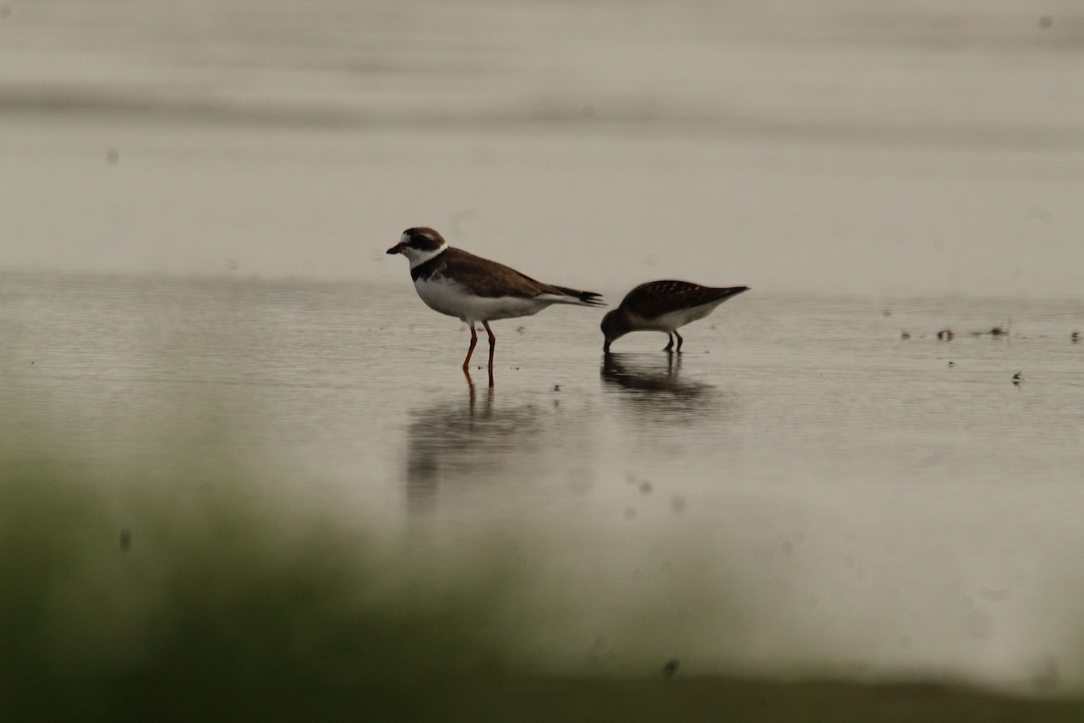 Semipalmated Plover - ML360259451