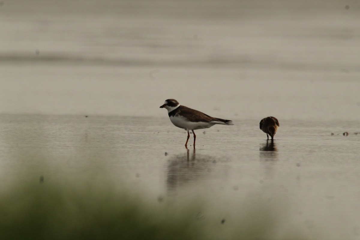 Semipalmated Plover - ML360259481