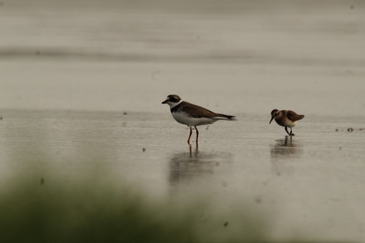 Semipalmated Plover - ML360259491