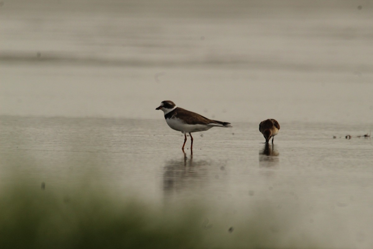 Semipalmated Plover - ML360259501